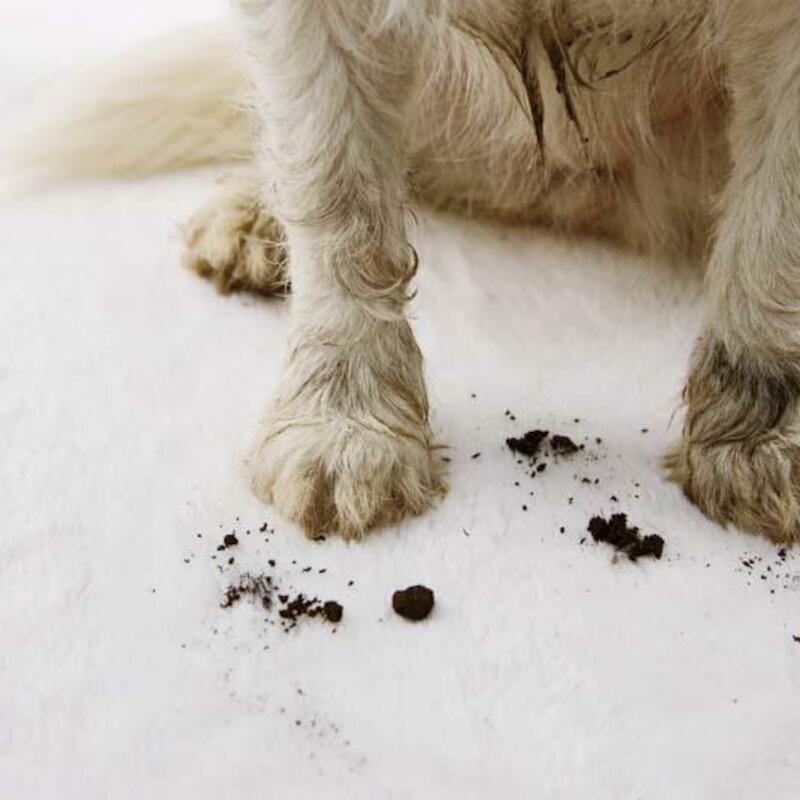 PET WIPES                   701000103      50ST HG