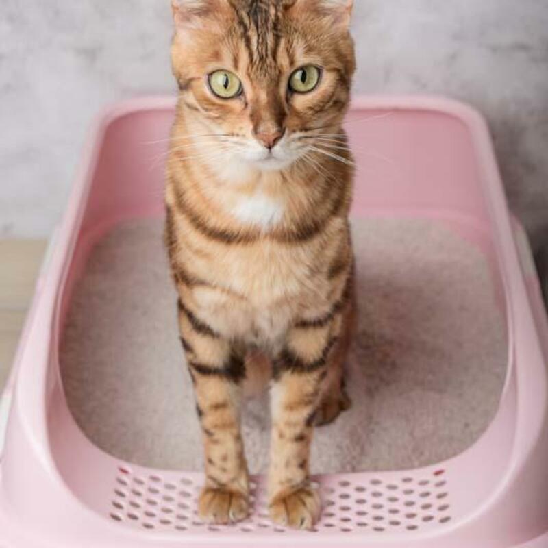 DÉSODORISANT LITIÈRE DE CHAT705050103     500ML HG